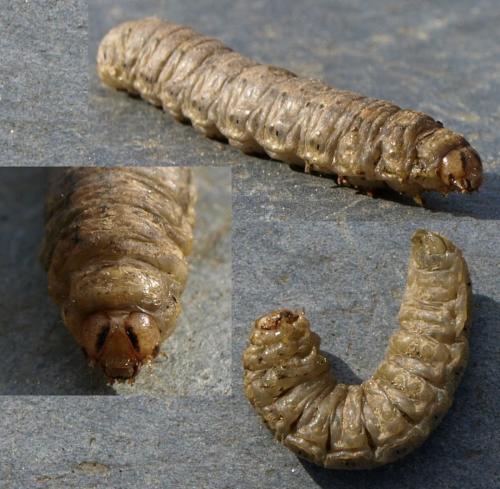 Agrotis sp.