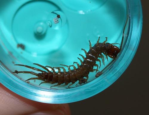 Lithobius sp.