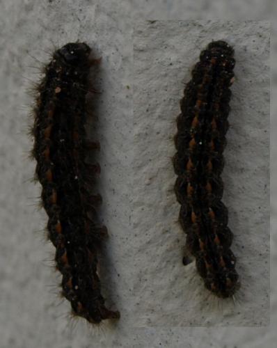 Eilema caniola
