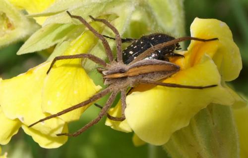 Pisaura mirabilis
