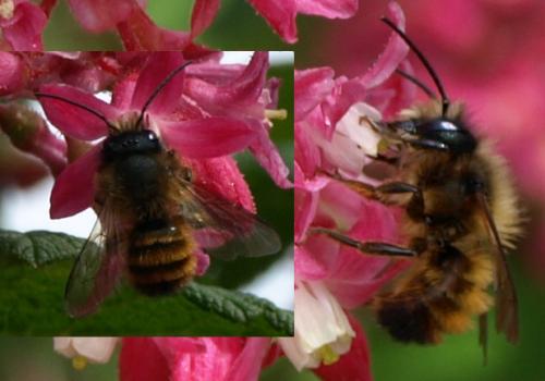 Réf. 128 936 : Osmia bicornis