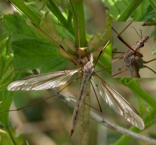 Réf. 128 937 : Tipula sp.