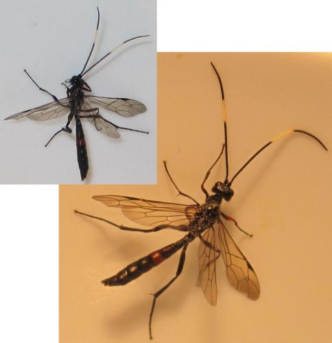 Réf. 128 952 : Cryptinae inconnu
