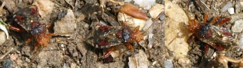 Rhopalus subrufus