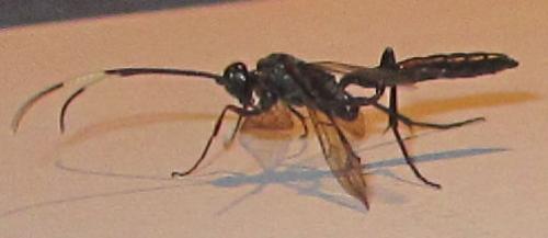 Cryptinae
