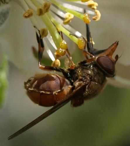 Réf. 128 959 : Rhingia campestris
