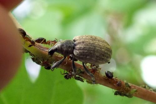 Réf. 128 614 : Liophloeus tessulatus