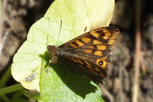 Pararge aegeria