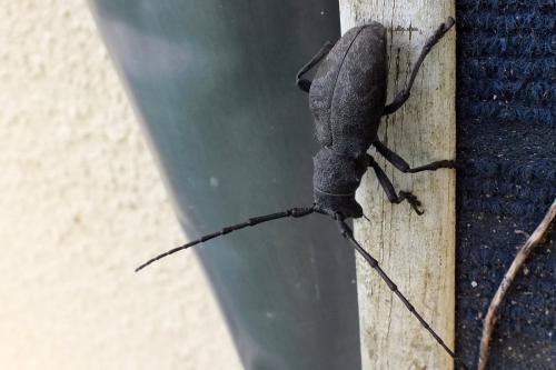 Morimus asper