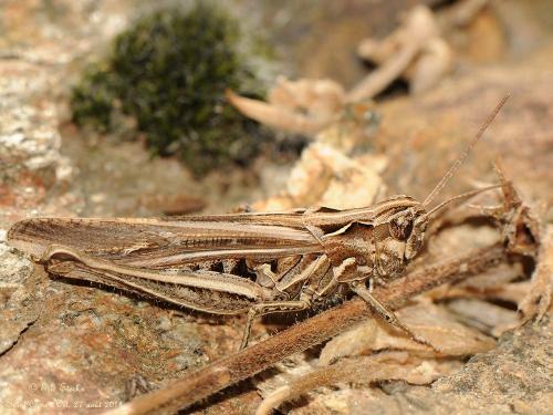 Chorthippus sp.