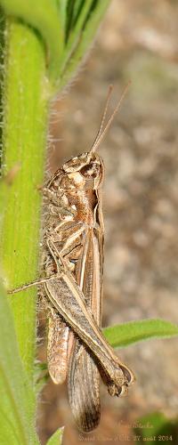 Chorthippus sp.