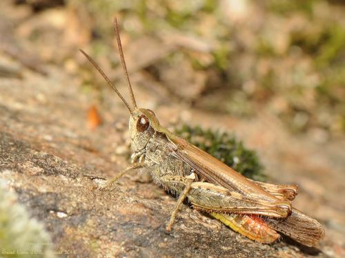 Chorthippus sp.