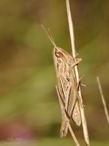 Euchorthippus elegantulus