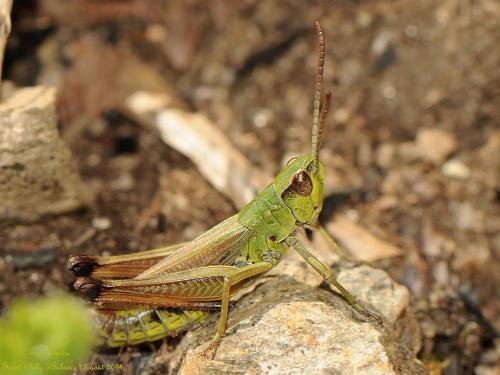 Réf. 128 803 : Pseudochorthippus parallelus