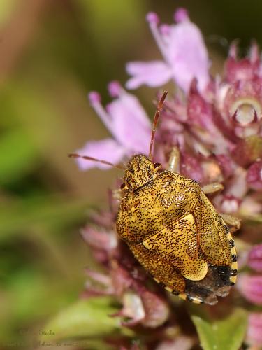 Staria lunata
