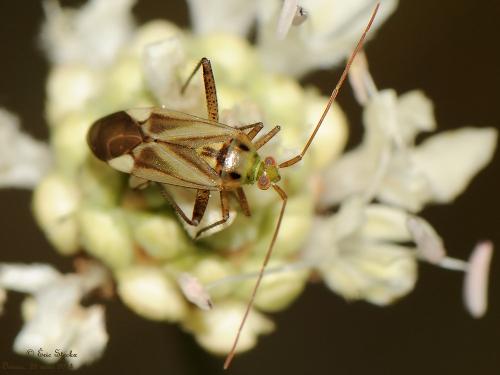 Réf. 128 974 : Adelphocoris sp.