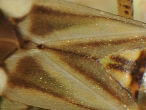 Réf. 128 976 : Adelphocoris sp.