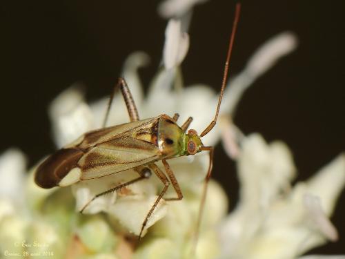 Réf. 128 975 : Adelphocoris sp.