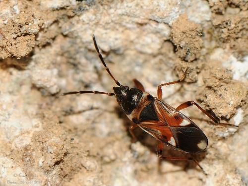 Raglius alboacuminatus