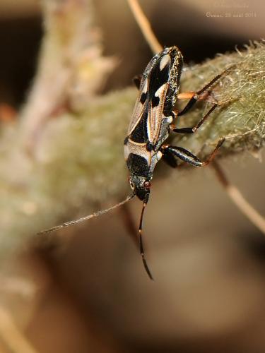 Raglius confusus