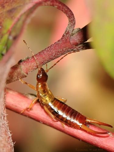 Apterygida media