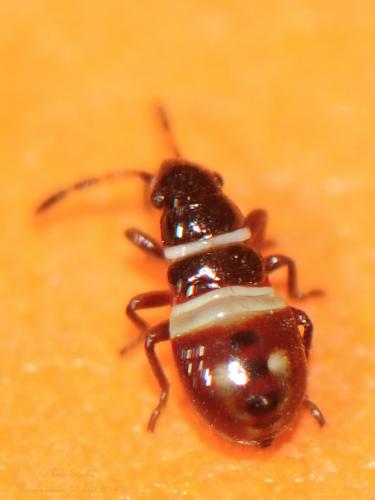 Réf. 128 697 : Heterogaster artemisiae