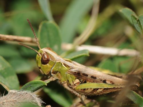 Réf. 128 228 : Omocestus petraeus
