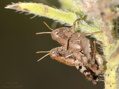 Pezotettix giornae