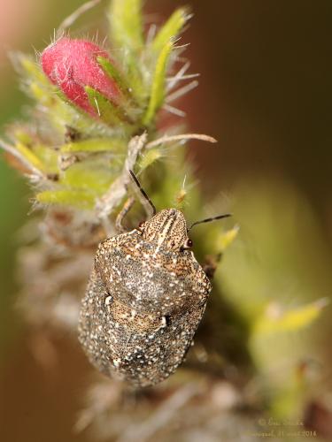Réf. 128 221 : Psacasta granulata