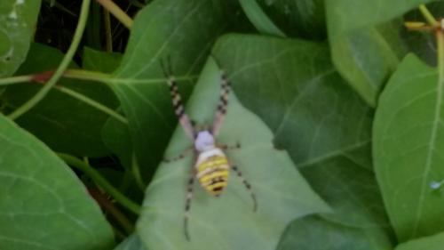 Argiope bruennichi