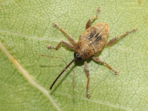 Réf. 128 095 : Curculio glandium