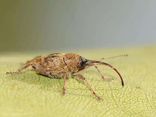 Réf. 128 097 : Curculio glandium