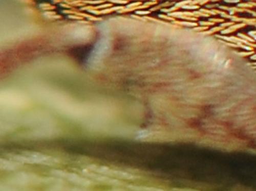 Curculio sp.