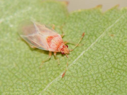 Kleidocerys resedae