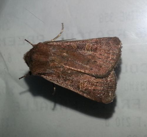Réf. 128 979 : Xestia xanthographa