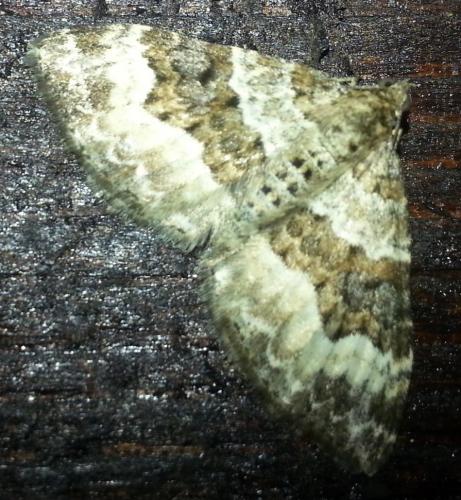 Réf. 128 723 : Scotopteryx sp.