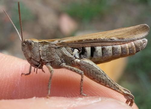 Chorthippus sp.