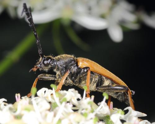 Réf. 128 980 : Stictoleptura rubra