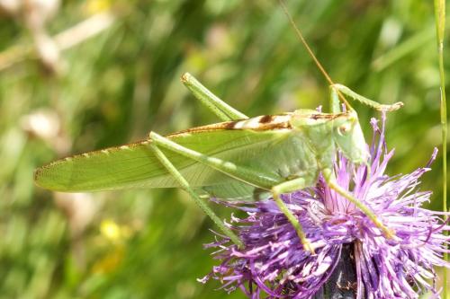Tettigonia viridissima