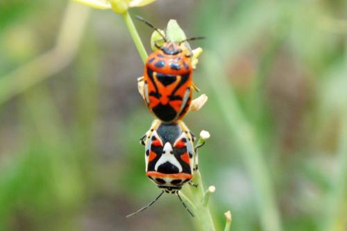 Eurydema ornata