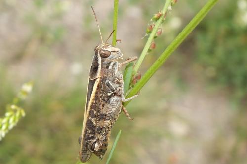 Calliptamus sp.