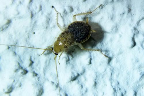 Planuncus vinzi