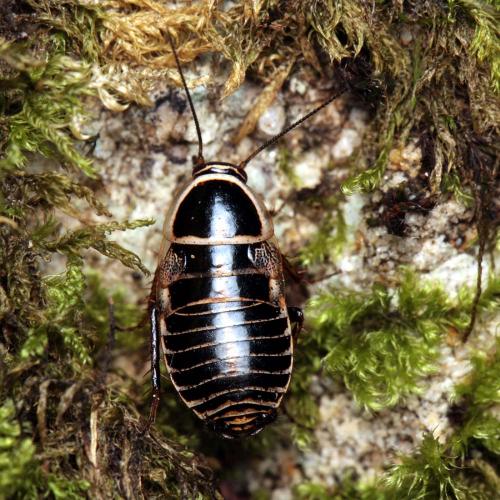 Réf. 128 752 : Phyllodromica bolivariana