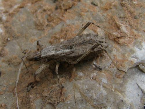 Oncocephalus pilicornis