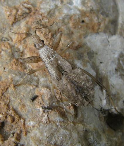 Réf. 128 255 : Oncocephalus pilicornis