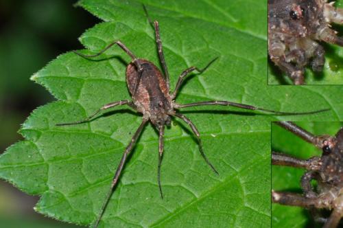 Lacinius ephippiatus