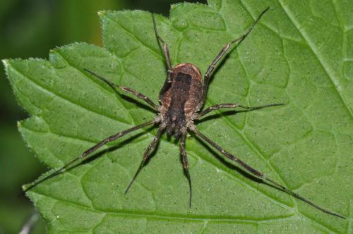 Réf. 128 118 : Lacinius ephippiatus