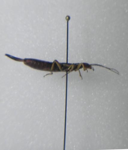 Etalage sp.