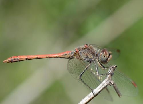 Sympetrum sinaiticum