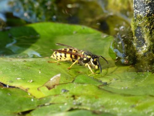 Vespula germanica